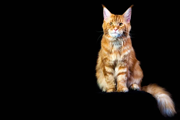 Eine Schöne Große Rot Weiße Maine Coon Katze Auf Schwarzem Stockfoto