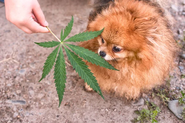Ein Hund Der Ein Blatt Cannabis Erschnüffelt Für Das Aufspüren lizenzfreie Stockbilder