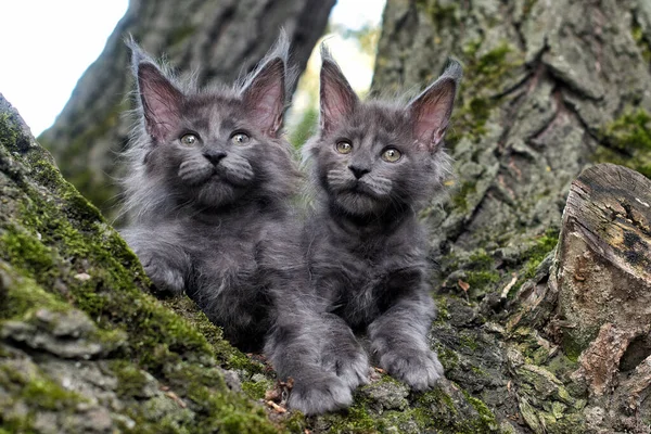 Stora Blå Maine Coon Kattungar Sitter Ett Träd Skog Sommaren — Stockfoto