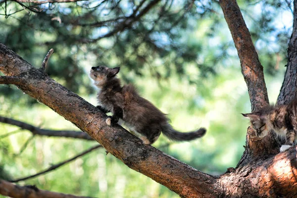 Schöne Maine Coon Kätzchen Sitzen Sommer Auf Einem Baum Wald — Stockfoto