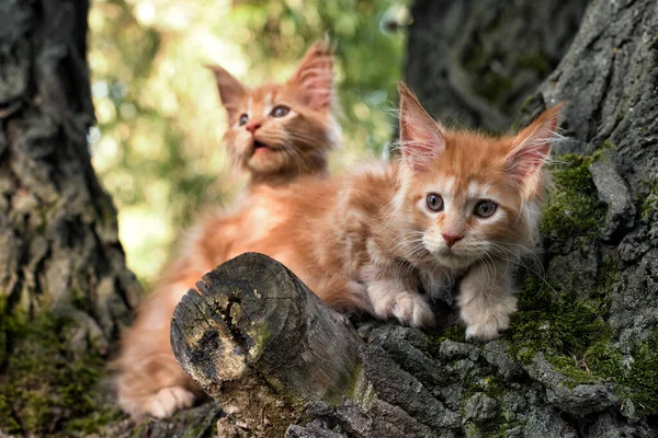 Stora Röda Maine Coon Kattungar Sitter Ett Träd Skog Sommaren — Stockfoto