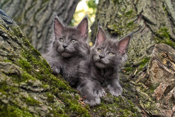 Big Blue Maine Coon Kittens Sitting Tree Forest Summer — Stock Photo, Image