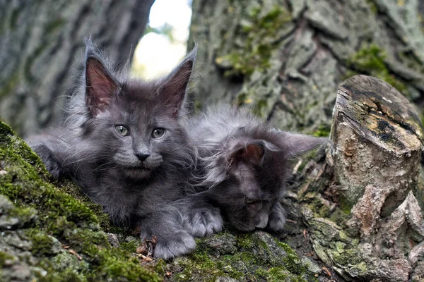 Grandi Gattini Blu Maine Coon Seduti Albero Una Foresta Estate — Foto Stock