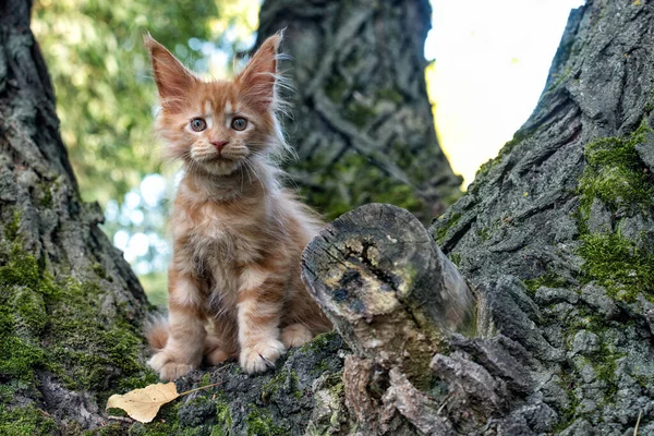 Duży Czerwony Maine Coon Kocięta Siedzi Drzewie Lesie Lecie — Zdjęcie stockowe