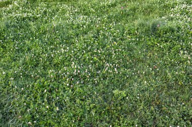 Baharda çayırdaki renkli kır çiçeklerinin dokusu..