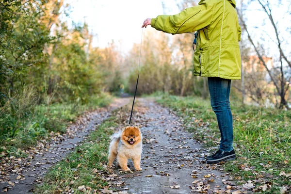 Una Donna Che Cammina Con Cane Pomerania Spitz Parco — Foto Stock