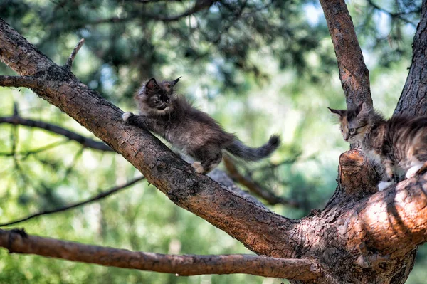 Härliga Maine Coon Kattungar Sitter Ett Träd Skog Sommaren — Stockfoto