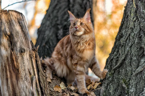 Grande Maine Coon Gatinho Sentado Uma Árvore Uma Floresta Verão — Fotografia de Stock