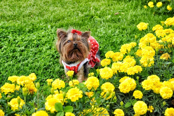 Pequeno Terrier Yorkshire Vestido Vermelho Fundo Flores Amarelas — Fotografia de Stock