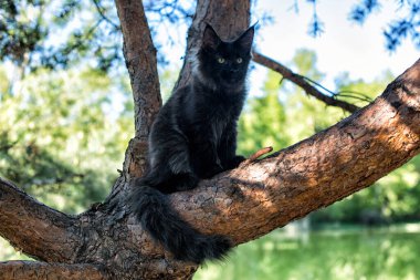 Yazın ormanda ağaçta oturan büyük siyah bir rakun yavrusu..
