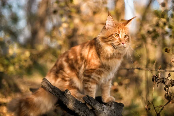 Stor Maine Coon Kattunge Sitter Ett Träd Skog Sommaren — Stockfoto