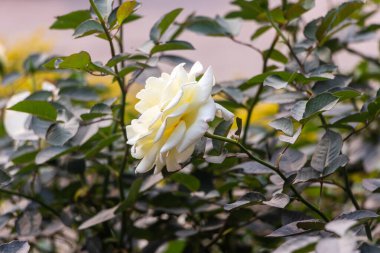 Dolu Çiçekli Beyaz Gül Bahçeden yakalandı