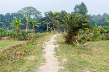 yeşil ağaçlar ve mavi gökyüzü ile yol