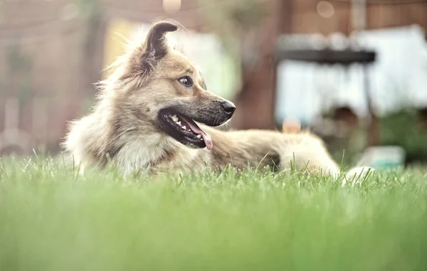 Young dog playing in the meadow — Stock Photo, Image