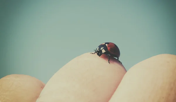 Ladybug on hand — Stock Photo, Image