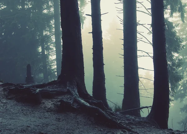 Forest in the mountains — Stock Photo, Image