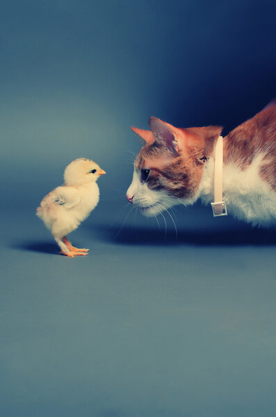 Chik and cat