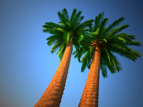 Palm trees — Stock Photo, Image