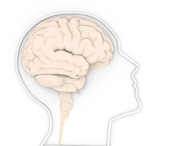 Human head with brain — Stock Photo, Image