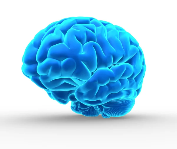 Lidský mozek — Stock fotografie