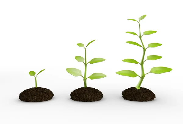 Green plant growing in soil — Stock Photo, Image