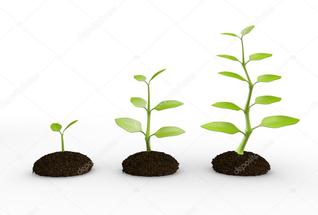 Green plant growing in soil