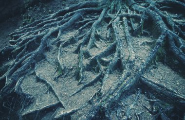 Güçlü eski ağaçlar kökleri.