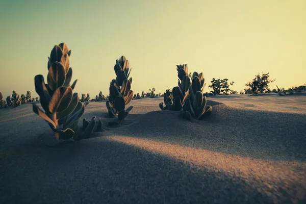 Plants on desert sand — Stock Photo, Image