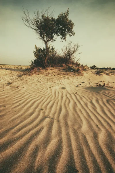 Дикий пляж с деревом — стоковое фото