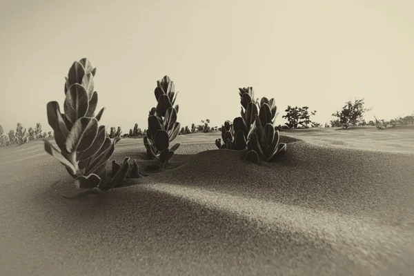 Rośliny na piasku pustyni — Zdjęcie stockowe