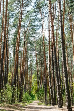 Çam ormanı derin mavi gökyüzünün altında