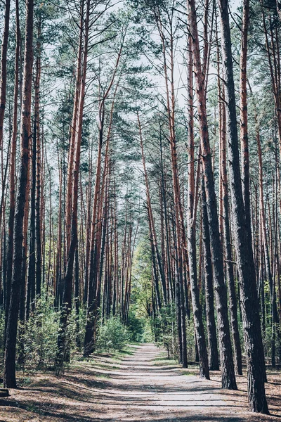 Bosque de pinos bajo cielo azul profundo — Foto de Stock