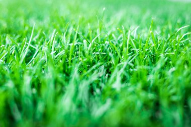 green grass. natural background texture clipart