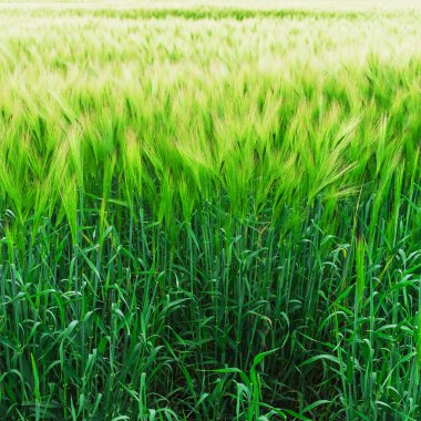 Yeşil buğday tarlası