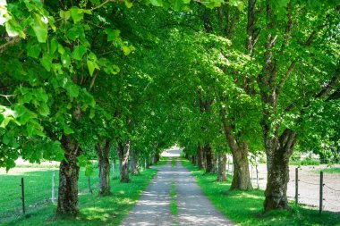 Ormanda Yeşil Ağaçlı Yürüyüş Yolu