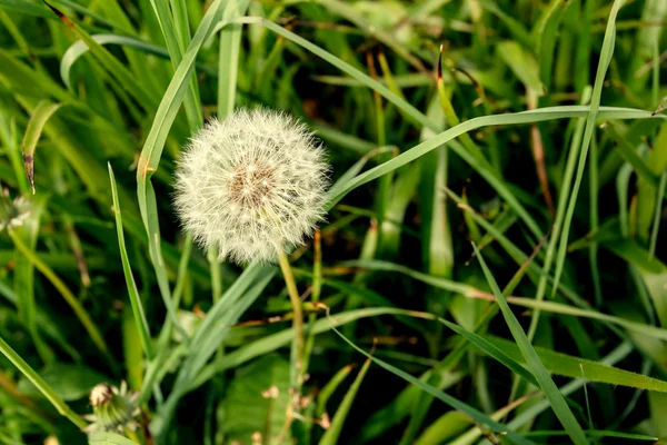 Dandelion across a fresh green background — Stock Photo, Image