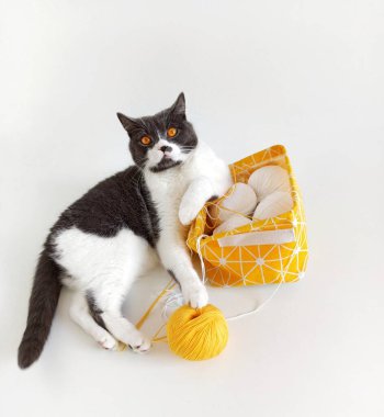 İngiliz soyunun kedisi ipliklere dolanmış..