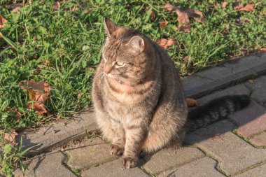 Evcil kedi parkta patikada oturur ve yan tarafa bakar.