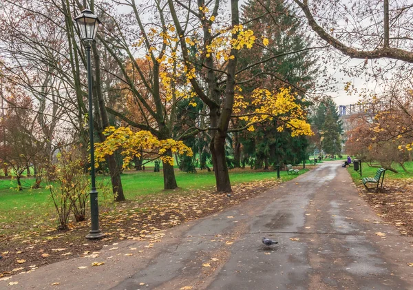 Piękny Jesienny Krajobraz Parku Drzew Żółtymi Liśćmi Ścieżka Spacerowa Chodzenia — Zdjęcie stockowe