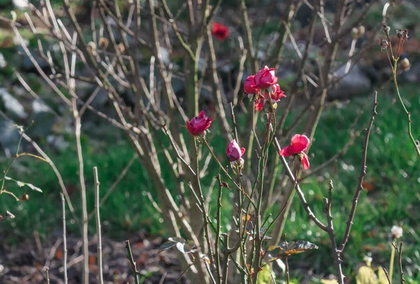 Outono Tardio Paisagem Pequenas Rosas Vermelhas Fundo Ramos Secos Caules — Fotografia de Stock