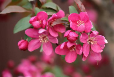 Parlak pembe çiçekleri olan çiçek açan elma ağacı dalı