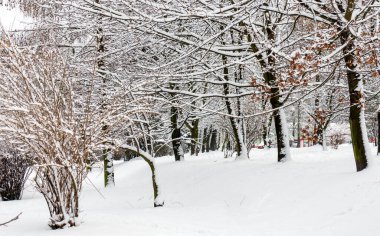 kış, manzara, don, park, ağaçlar, çalılar, karla kaplı zemin