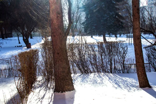 winter cityscape, patio, frost, high-rise building, trees. bushes, earth, everything is covered with snow