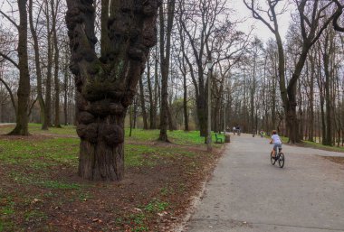 bahar manzarası parkı genç yeşil çimenler, huş ağaçları