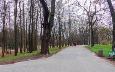 bahar manzarası parkı genç yeşil çimenler, huş ağaçları
