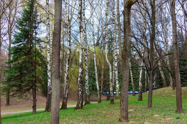 Primavera Paisagem Parque Jovem Grama Verde Bétula Árvores — Fotografia de Stock