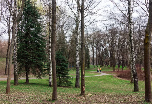 春の風景公園若い緑の草白樺の木 — ストック写真