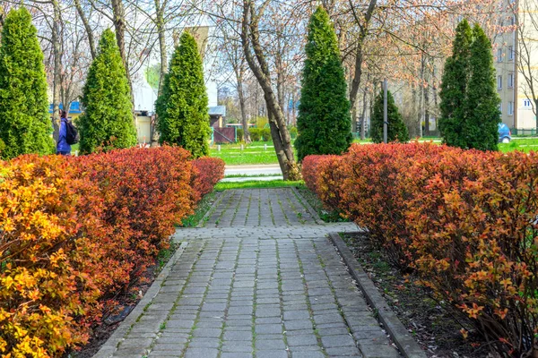 Wiosenna Alejka Krajobrazowa Jest Wyłożona Kafelkami Krzewy Jasnopomarańczowe Tuja Zielone — Zdjęcie stockowe