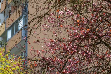 Uzakta pembe kiraz çiçekleri olan bahar manzaralı çiçek açan bir bina görebilirsiniz.