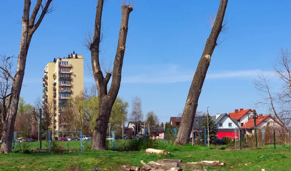 Arbres Handicapés Troncs Sans Branches Sommets Coupés Branches Sciées Paysage — Photo